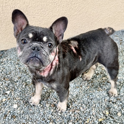 Shelter Stray Female Dog last seen Coliesum BART station, Oakland, CA, 1101 29th Ave, Oakland, CA 94601, USA