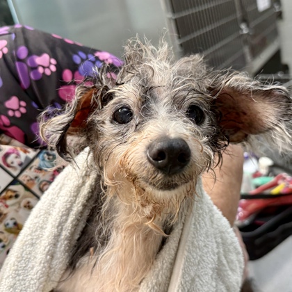 Shelter Stray Male Dog last seen 22nd and foothill, Oakland, CA, 1101 29th Ave, Oakland, CA 94601, USA