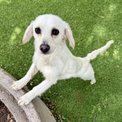 Shelter Stray Female Dog last seen Dumped outside in a carrier of nightdrop, Oakland, CA, 1101 29th Ave, Oakland, CA 94601, USA