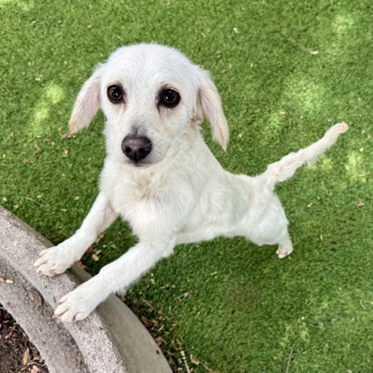 Shelter Stray Female Dog last seen Dumped outside in a carrier of nightdrop, Oakland, CA, 1101 29th Ave, Oakland, CA 94601, USA