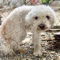 Shelter Stray Male Dog last seen Near Istenon Ave at 98th Ave, Oakland, CA, 1101 29th Ave, Oakland, CA 94601, USA