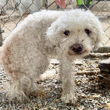 Shelter Stray Male Dog last seen Near Istenon Ave at 98th Ave, Oakland, CA, 1101 29th Ave, Oakland, CA 94601, USA