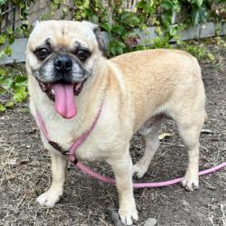 Shelter Stray Male Dog last seen outside Melrose Elementary school, Oakland, CA, 1101 29th Ave, Oakland, CA 94601, USA