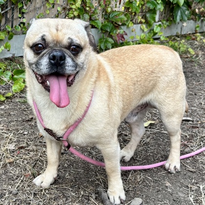 Shelter Stray Male Dog last seen outside Melrose Elementary school, Oakland, CA, 1101 29th Ave, Oakland, CA 94601, USA