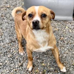 Shelter Stray Male Dog last seen Near 11th Ave, Oakland,, 1101 29th Ave, Oakland, CA 94601, USA