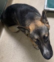 Shelter Stray Unknown Dog last seen 69th and International, Oakland, CA, 1101 29th Ave, Oakland, CA 94601, USA