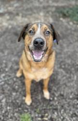 Shelter Stray Male Dog last seen Near block of Washington Pk, Knox County GP, TN, 3201 Division St, Knoxville, TN 37919, USA