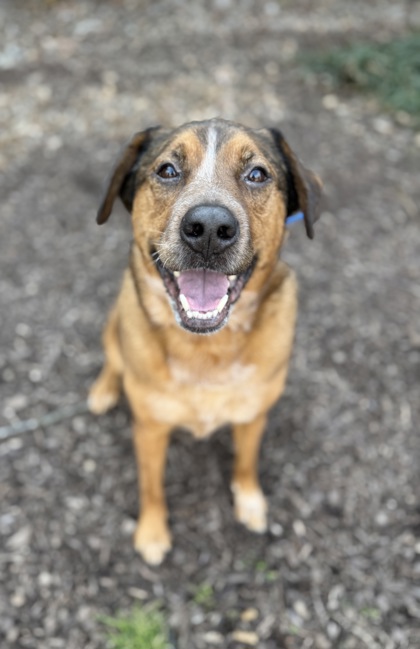 Shelter Stray Male Dog last seen Near block of Washington Pk, Knox County GP, TN, 3201 Division St, Knoxville, TN 37919, USA