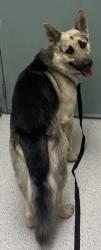 Shelter Stray Male Dog last seen Near 84th Ave, Oakland, CA, 1101 29th Ave, Oakland, CA 94601, USA