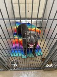 Shelter Stray Female Dog last seen Near Peaks Landing Way, City of Knoxville ASO, TN, 3201 Division St, Knoxville, TN 37919, USA