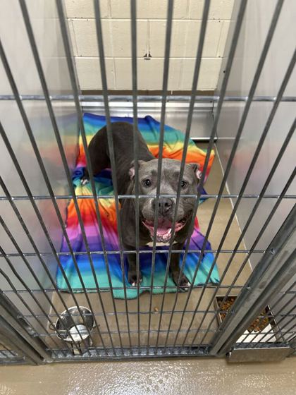 Shelter Stray Female Dog last seen Near Peaks Landing Way, City of Knoxville ASO, TN, 3201 Division St, Knoxville, TN 37919, USA