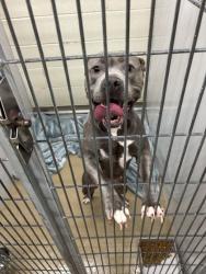 Shelter Stray Female Dog last seen Near Peaks Landing Way, City of Knoxville ASO, TN, 3201 Division St, Knoxville, TN 37919, USA