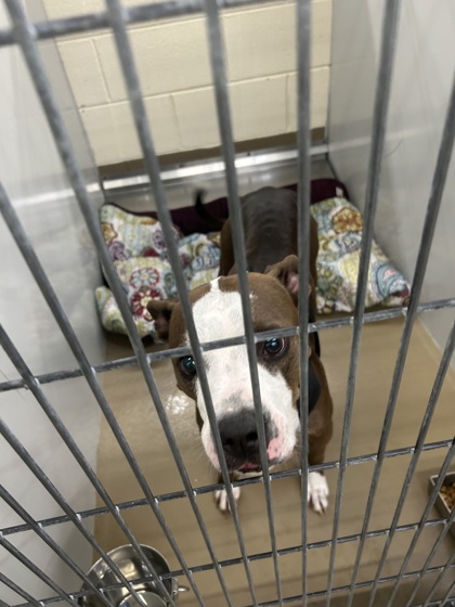 Shelter Stray Unknown Dog last seen Near Comcast Asheville Hwy, Knox County GP, TN, 3201 Division St, Knoxville, TN 37919, USA