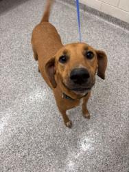 Shelter Stray Female Dog last seen Near Barnett Way, Knox County GP, TN, 3201 Division St, Knoxville, TN 37919, USA