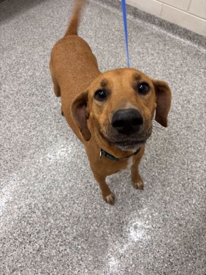 Shelter Stray Female Dog last seen Near Barnett Way, Knox County GP, TN, 3201 Division St, Knoxville, TN 37919, USA