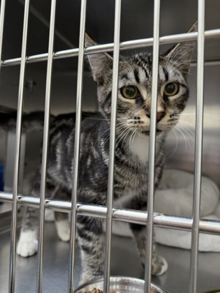 Shelter Stray Male Cat last seen Near Hegenberger Rd, Oakland, CA, 1101 29th Ave, Oakland, CA 94601, USA