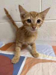 Shelter Stray Male Cat last seen Near McIntyre Rd, Knox County GP, TN, 3201 Division St, Knoxville, TN 37919, USA