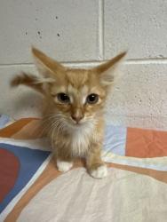 Shelter Stray Male Cat last seen Near McIntyre Rd, Knox County GP, TN, 3201 Division St, Knoxville, TN 37919, USA