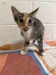 Shelter Stray Female Cat last seen Near McIntyre Rd, Knox County GP, TN, 3201 Division St, Knoxville, TN 37919, USA