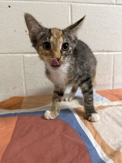 Shelter Stray Female Cat last seen Near McIntyre Rd, Knox County GP, TN, 3201 Division St, Knoxville, TN 37919, USA