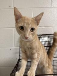 Shelter Stray Male Cat last seen Near Chapman Hwy, Knox County GP, TN, 3201 Division St, Knoxville, TN 37919, USA