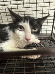 Shelter Stray Unknown Cat last seen Near Little Madison Way, Knox County ASO, TN, 3201 Division St, Knoxville, TN 37919, USA