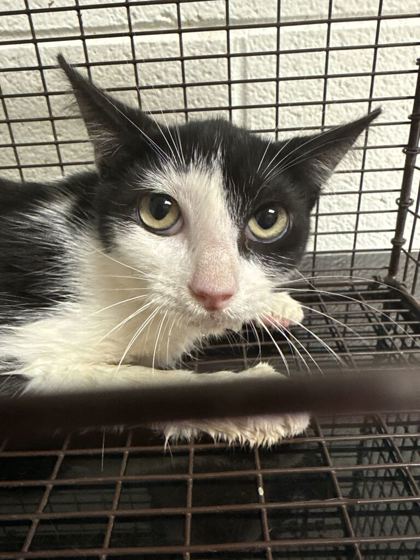 Shelter Stray Unknown Cat last seen Near Little Madison Way, Knox County ASO, TN, 3201 Division St, Knoxville, TN 37919, USA