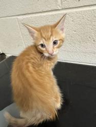 Shelter Stray Male Cat last seen Near E Churchwell Ave, City of Knoxville GP, TN, 3201 Division St, Knoxville, TN 37919, USA