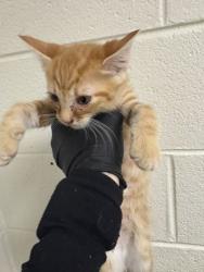 Shelter Stray Male Cat last seen Near E Churchwell Ave, City of Knoxville GP, TN, 3201 Division St, Knoxville, TN 37919, USA