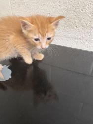 Shelter Stray Female Cat last seen Near E Churchwell Ave, City of Knoxville GP, TN, 3201 Division St, Knoxville, TN 37919, USA