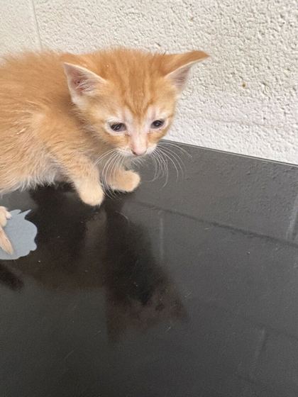 Shelter Stray Female Cat last seen Near E Churchwell Ave, City of Knoxville GP, TN, 3201 Division St, Knoxville, TN 37919, USA