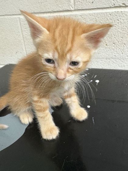 Shelter Stray Female Cat last seen Near E Churchwell Ave, City of Knoxville GP, TN, 3201 Division St, Knoxville, TN 37919, USA