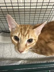 Shelter Stray Male Cat last seen Near E Churchwell Ave, City of Knoxville GP, TN, 3201 Division St, Knoxville, TN 37919, USA