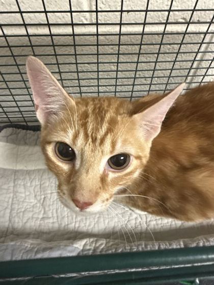 Shelter Stray Male Cat last seen Near E Churchwell Ave, City of Knoxville GP, TN, 3201 Division St, Knoxville, TN 37919, USA