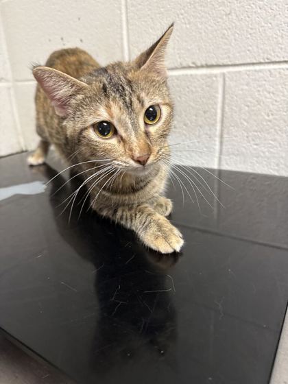 Shelter Stray Female Cat last seen Near E Churchwell Ave, City of Knoxville GP, TN, 3201 Division St, Knoxville, TN 37919, USA