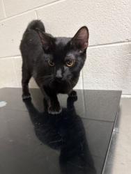Shelter Stray Female Cat last seen Near E Churchwell Ave, City of Knoxville GP, TN, 3201 Division St, Knoxville, TN 37919, USA
