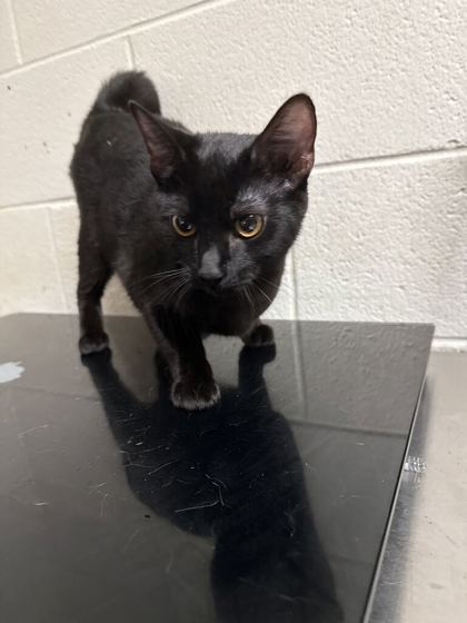 Shelter Stray Female Cat last seen Near E Churchwell Ave, City of Knoxville GP, TN, 3201 Division St, Knoxville, TN 37919, USA