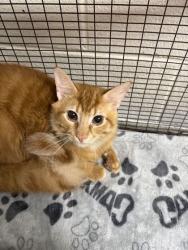 Shelter Stray Male Cat last seen Near E Churchwell Ave, City of Knoxville GP, TN, 3201 Division St, Knoxville, TN 37919, USA