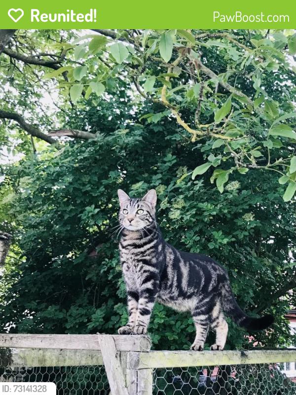 Reunited Male Cat last seen The Street, Lavenham Road, Suffolk, England 