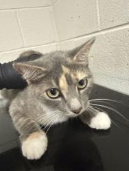 Shelter Stray Female Cat last seen Near E Caldwell Ave, Knox County GP, TN, 3201 Division St, Knoxville, TN 37919, USA