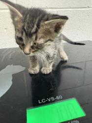 Shelter Stray Male Cat last seen Near E Churchwell Ave, City of Knoxville GP, TN, 3201 Division St, Knoxville, TN 37919, USA