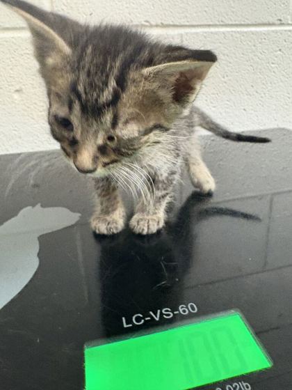 Shelter Stray Male Cat last seen Near E Churchwell Ave, City of Knoxville GP, TN, 3201 Division St, Knoxville, TN 37919, USA