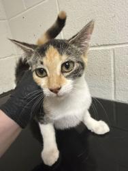 Shelter Stray Female Cat last seen Near E Caldwell Ave, Knox County GP, TN, 3201 Division St, Knoxville, TN 37919, USA