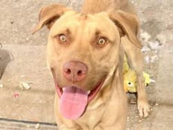 Shelter Stray Male Dog last seen Near Aquilla dr, City of Leander, TX, 1855 SE Inner Loop, Georgetown, TX 78626, USA
