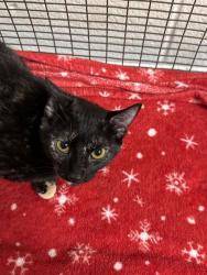 Shelter Stray Female Cat last seen Near E churchill Ave, City of Knoxville GP, TN, 3201 Division St, Knoxville, TN 37919, USA