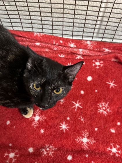 Shelter Stray Female Cat last seen Near E churchill Ave, City of Knoxville GP, TN, 3201 Division St, Knoxville, TN 37919, USA