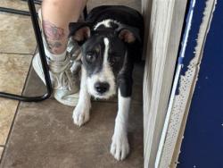 Shelter Stray Male Dog last seen SERENADA DR, Williamson County, TX, 1855 SE Inner Loop, Georgetown, TX 78626, USA