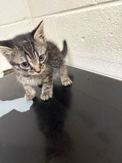 Shelter Stray Female Cat last seen Papermill Square, Knox County GP, TN, 3201 Division St, Knoxville, TN 37919, USA