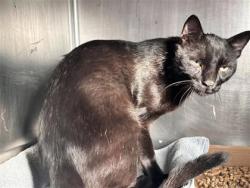 Shelter Stray Male Cat last seen Near Jack Browning Dr., Williamson County, TX, 1855 SE Inner Loop, Georgetown, TX 78626, USA