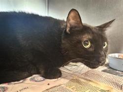 Shelter Stray Male Cat last seen Near blk fluttermill loop, Williamson County, TX, 1855 SE Inner Loop, Georgetown, TX 78626, USA